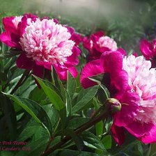 Схема вышивки «№669437»