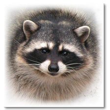 Схема вышивки «Енот»