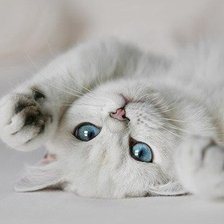 Схема вышивки «Мяу»