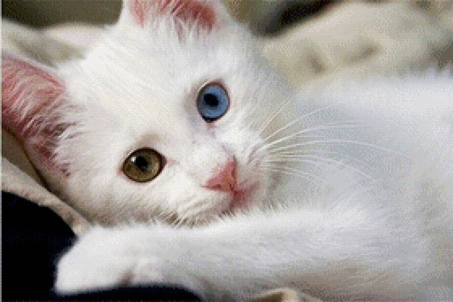 Котенок - котенок, животное, уют - предпросмотр