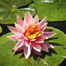 Схема вышивки «Розовая нежность»