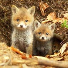 Схема вышивки «Лисята»