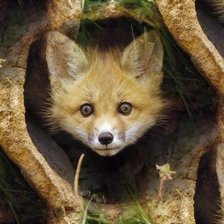 Схема вышивки «Лисята»