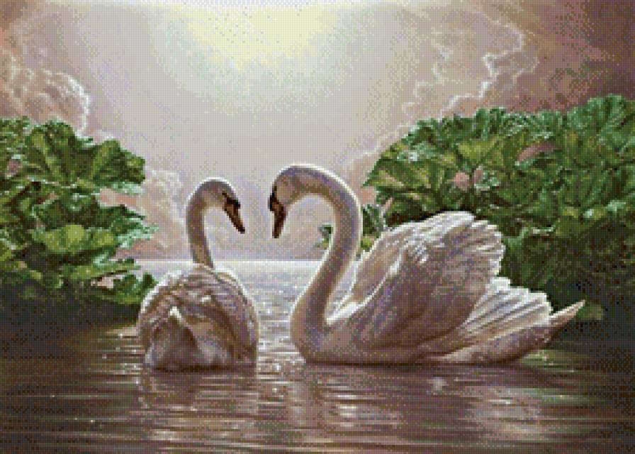 Лебеди - птицы, верность, любовь, пара - предпросмотр