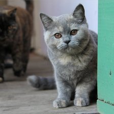 Схема вышивки «британская кошка - черепашка»