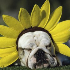 Схема вышивки «Подсолнух»