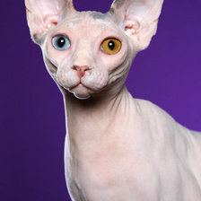 Схема вышивки «Сфнкс»