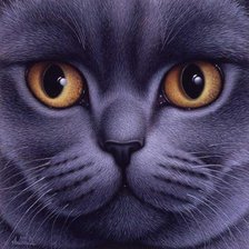 Схема вышивки «кот»