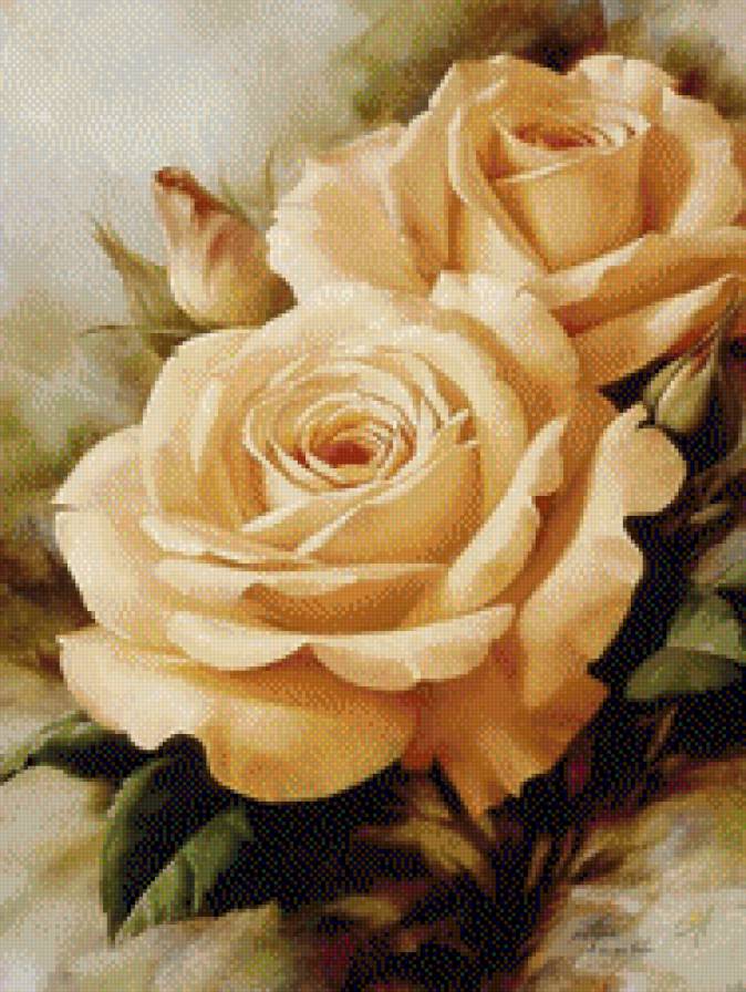 розы - цветы - предпросмотр