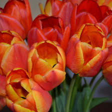 Схема вышивки «Тюльпаны»