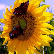 Схема вышивки «Подсолнух»