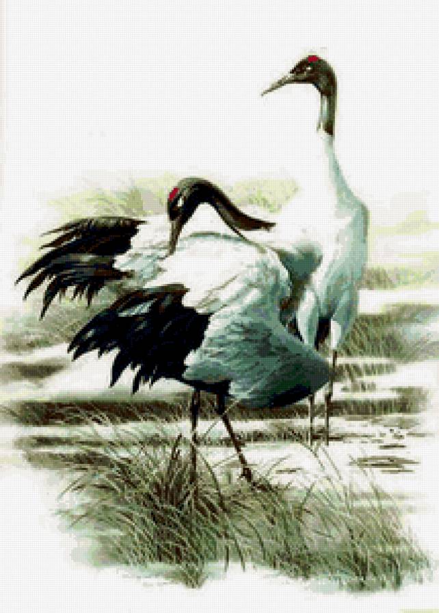 пано с журавлями - природа, пано, пейзаж, птицы - предпросмотр