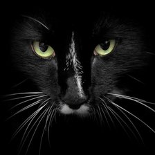 Схема вышивки «кошка»