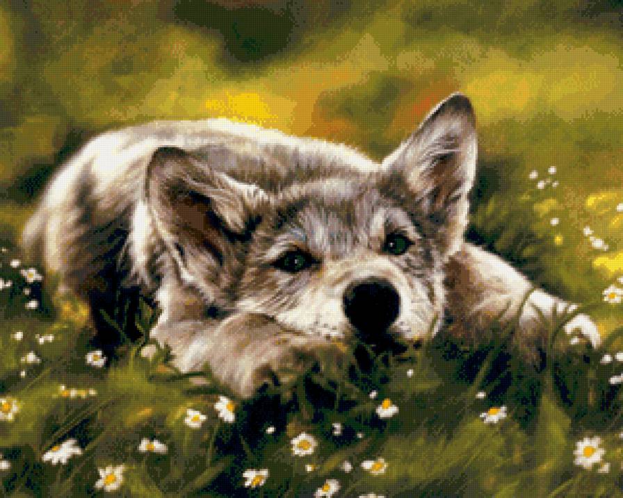 №670862 - животные, волки, хищники - предпросмотр