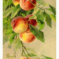 Схема вышивки «№671252»