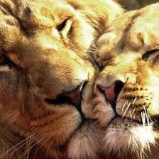 Схема вышивки «Нежность»