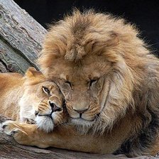 Схема вышивки «Нежность»