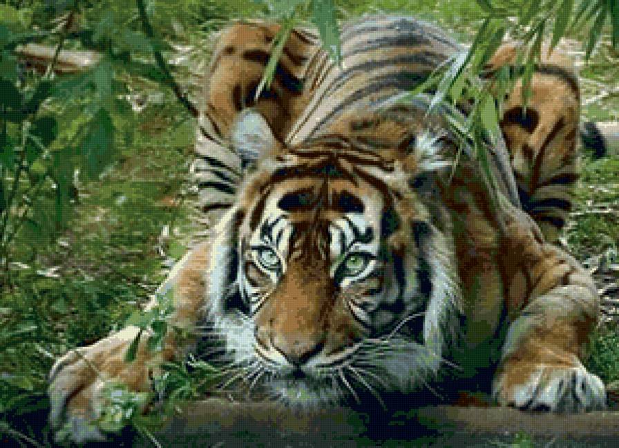 тигрр - дикие животные - предпросмотр