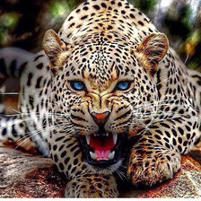 Схема вышивки «Леопард»