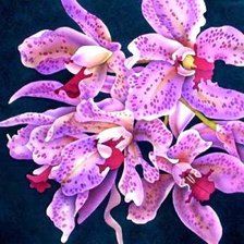 Схема вышивки «орхидеи»