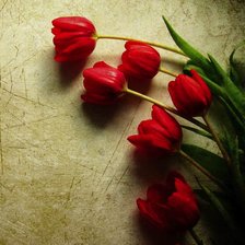 Схема вышивки «Tulips2»