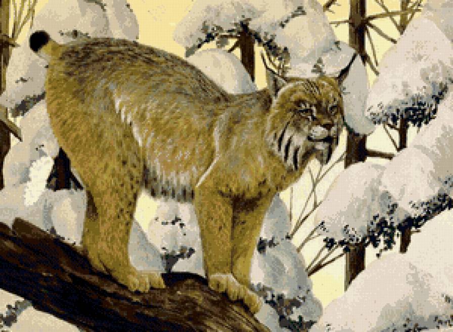 рысь - природа, снег, рысь, хищники, кошки, животные - предпросмотр