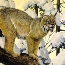 Схема вышивки «рысь»