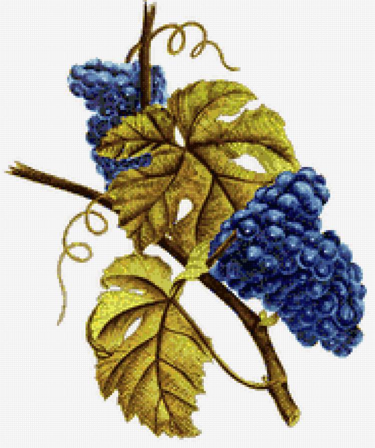 пано виноградная лоза - листья, виноград, пано - предпросмотр