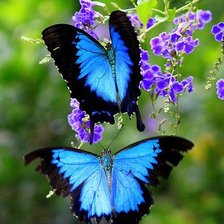 Схема вышивки «бабочки»