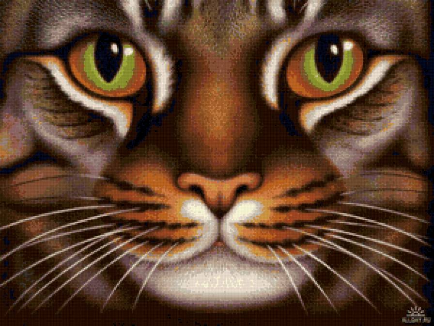 №672216 - кошки - предпросмотр