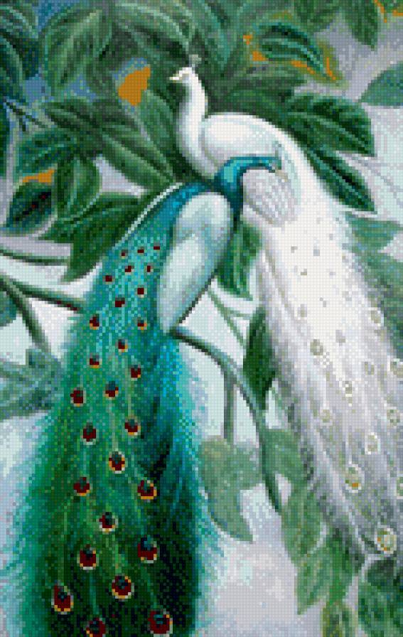 павлины - павлины - предпросмотр