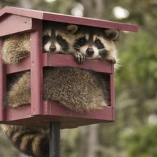 Схема вышивки «Еноты»