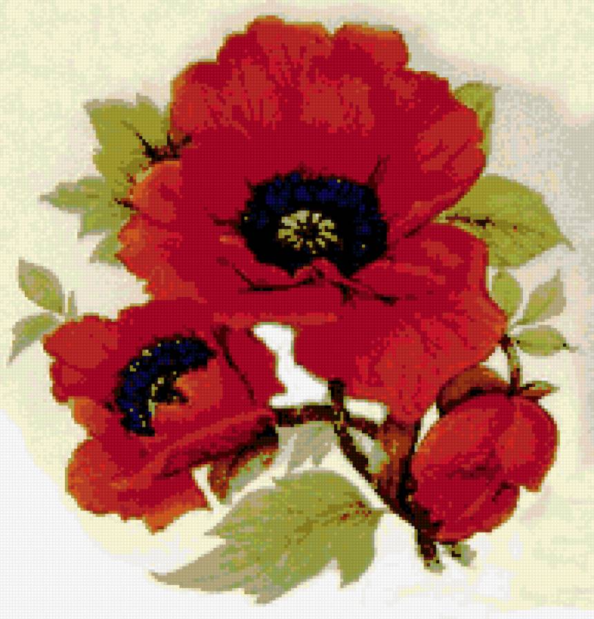 красный мак - маки, цветы, пано - предпросмотр