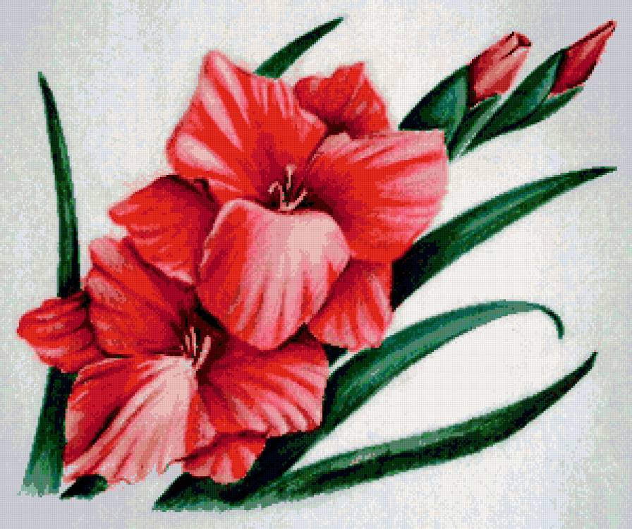 пано гладиолус - цветы, пано, красота - предпросмотр