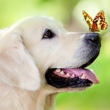 Схема вышивки «Бабочка»