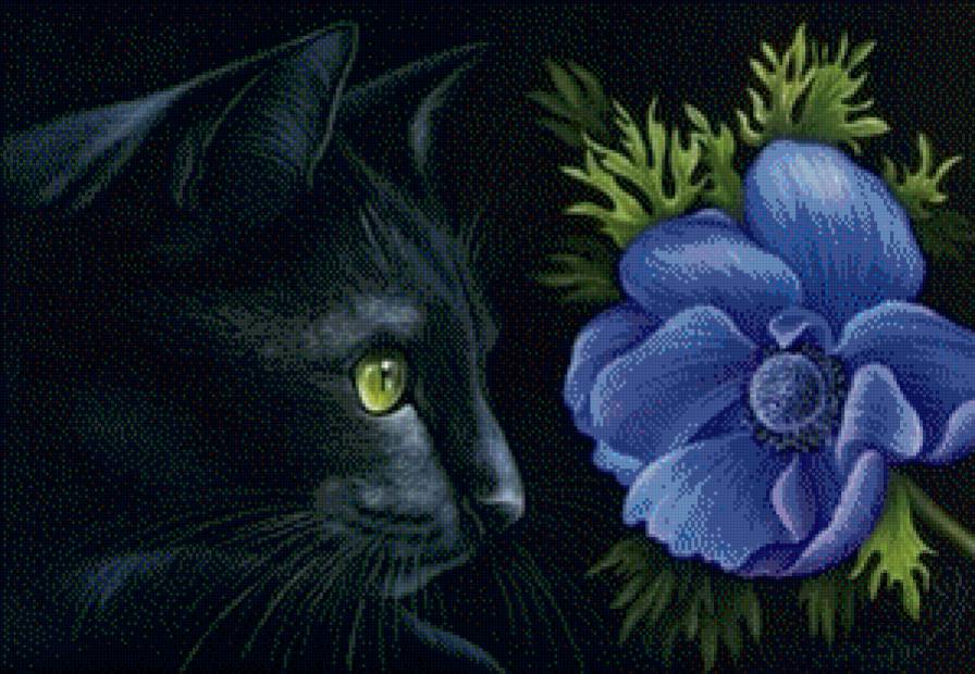 черный кот - предпросмотр