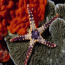 Схема вышивки «Морская звезда»