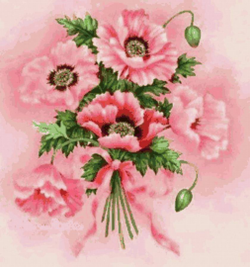 розовые маки - пано, маки, цветы - предпросмотр