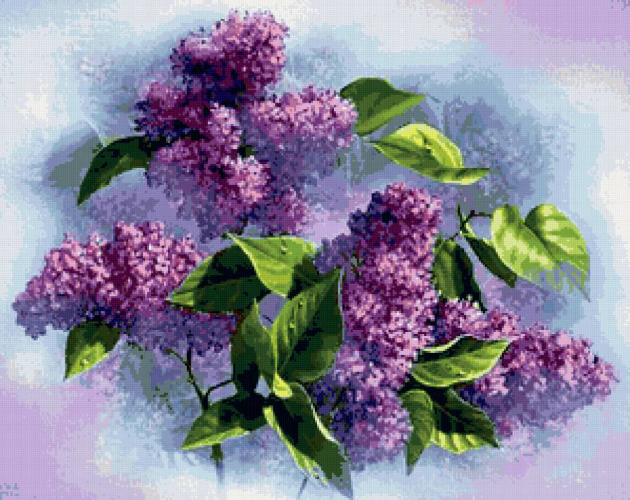 букет сирени - природа, цветы, красота - предпросмотр