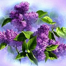 букет сирени