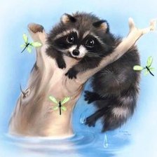 забавный енот