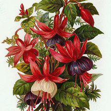 Схема вышивки «№673225»