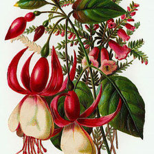 Схема вышивки «№673227»