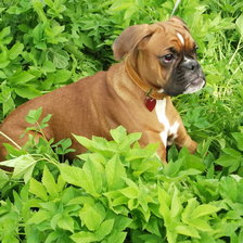 Схема вышивки «Маленькая собачка»