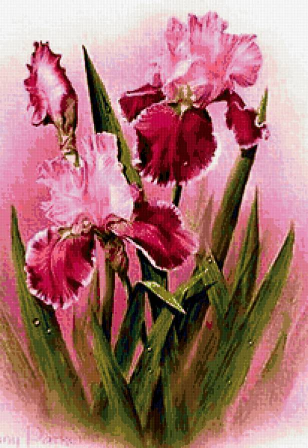 ирисы - ирисы, природа, картина, цветы, пано - предпросмотр