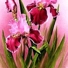 Схема вышивки «ирисы»