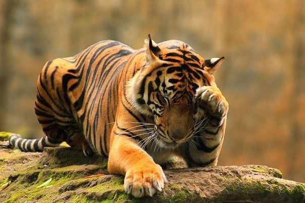 тигр умывается - кошка, тигр - оригинал