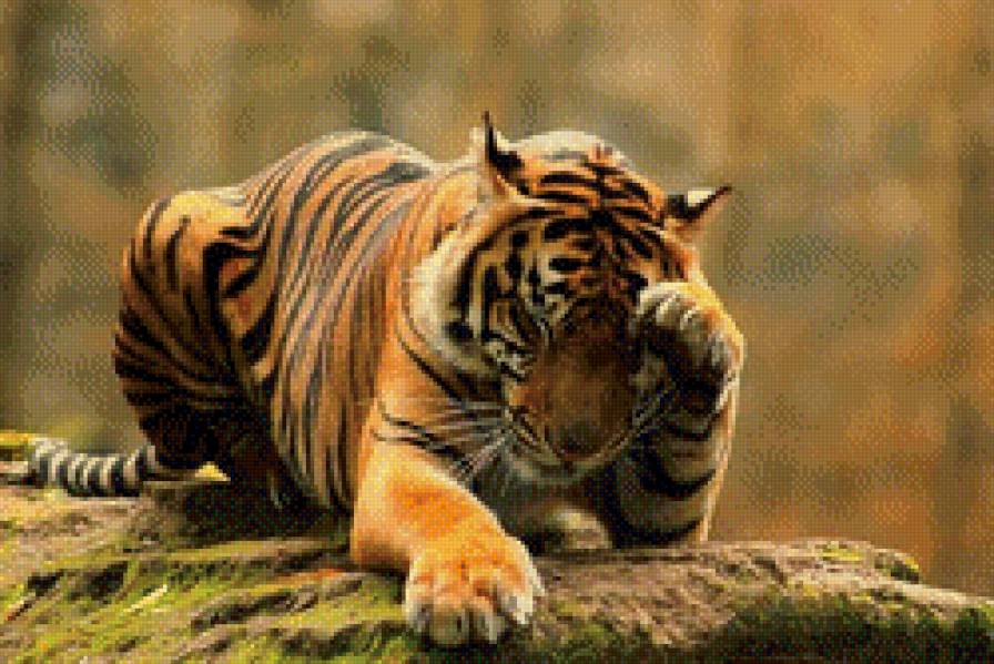 тигр умывается - кошка, тигр - предпросмотр