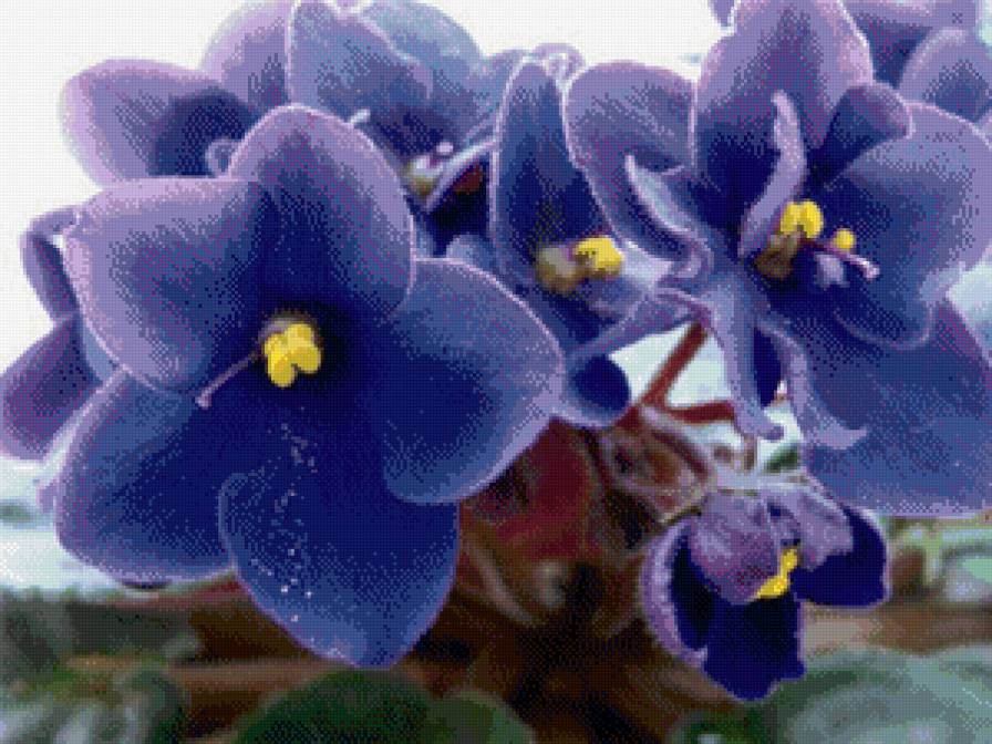 фиалка - цветы - предпросмотр