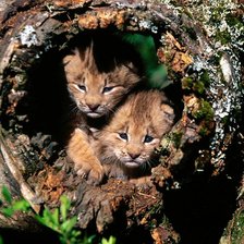 Схема вышивки «Рысята»